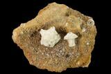 Fossil Crinoid (Uperocrinus & Steganocrinus) Plate - Missouri #162692-1